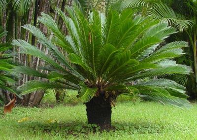 serviço de Paisagismo de Jardim Zona Leste