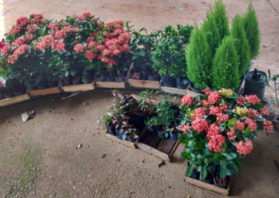 Plantas Ornamentais e Frutíferas Zona Leste SP